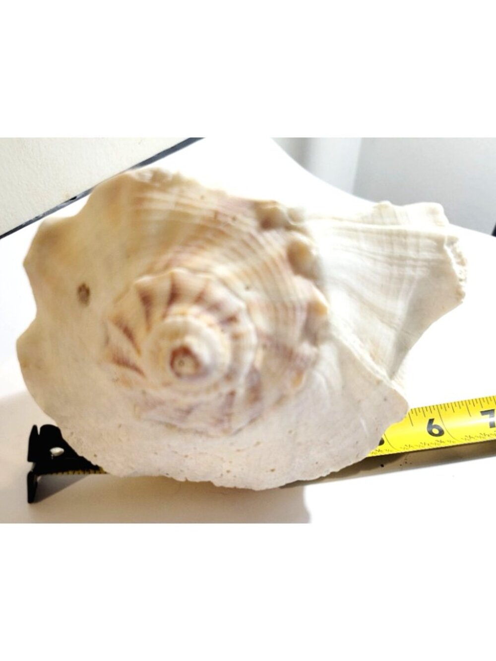 Pair of Vintage Conch Shells Beach House Decor 7.5" or Crafters Seashells - Picture 14 of 14